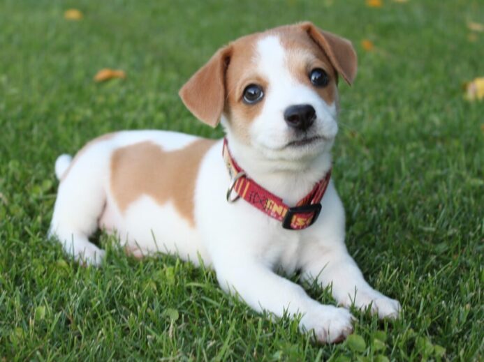 white and brown short coated dog on green grass during daytime