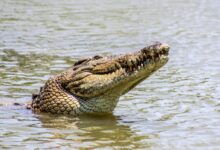 crocodile in body of water during day