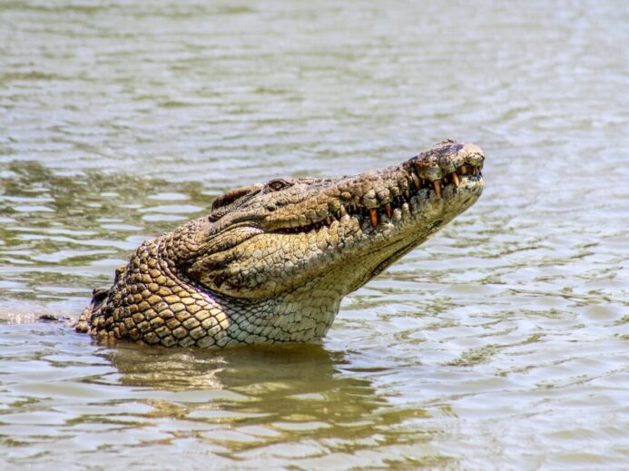 crocodile in body of water during day