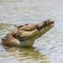 crocodile in body of water during day
