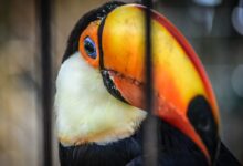 Close Up Photo of Bird with Orange Beak
