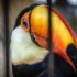 Close Up Photo of Bird with Orange Beak