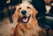 Short-coated Tan Dog