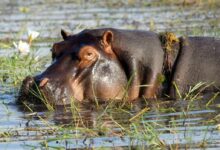 brown leather animal on water during daytime