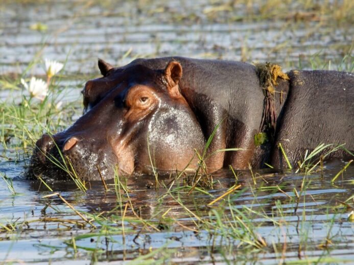 brown leather animal on water during daytime
