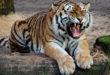 Black White and Yellow Tiger Sitting on a Beige Sand during Daytime