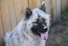 dog, portrait of dog eurasier, eurasier black mask