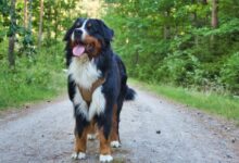 black and white coated dog walking on grass pathway