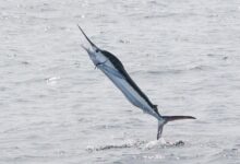 White Marlin in North Carolina