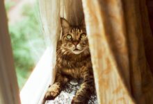 cat near window
