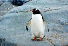 penguin standing on black rock