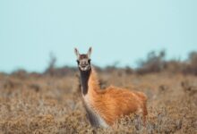 an animal that is standing in the grass