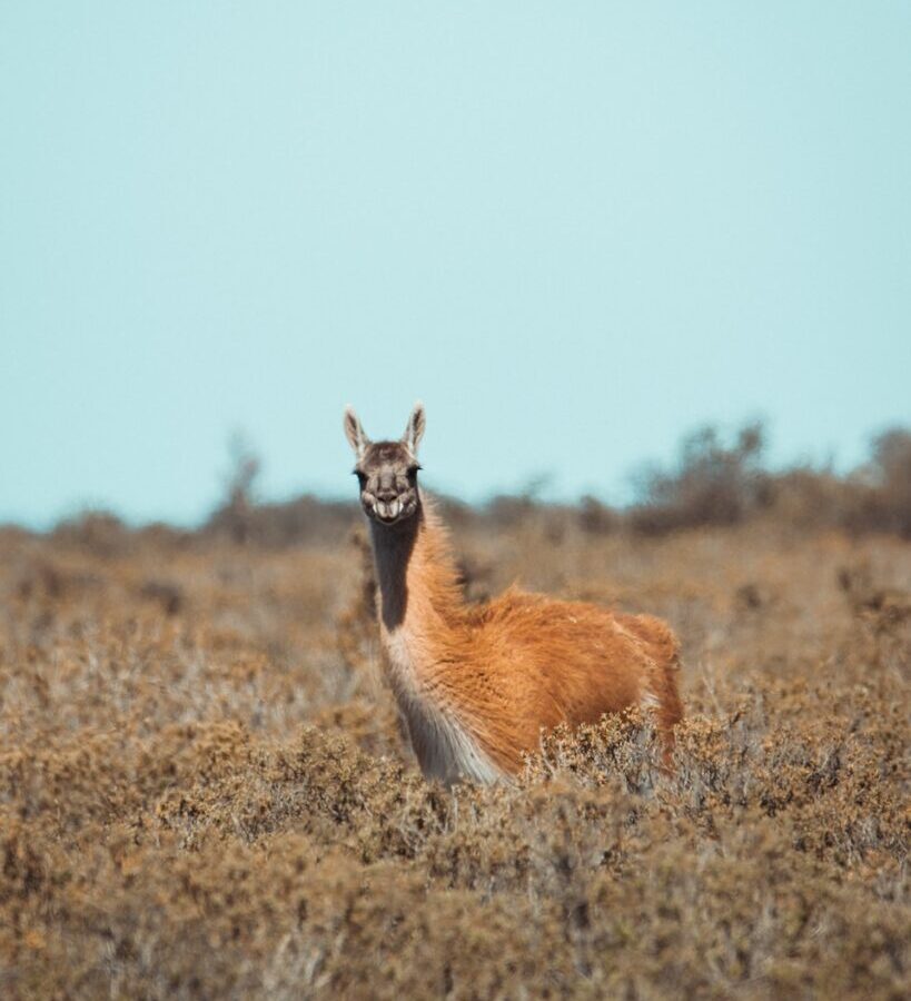 an animal that is standing in the grass
