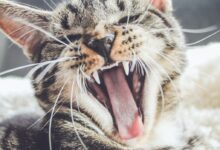 yawning brown tabby kitten