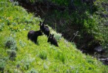 three black bears are standing on a grassy hill