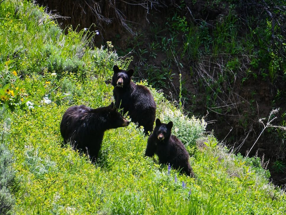 three black bears are standing on a grassy hill