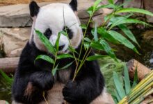 panda eating leafed
