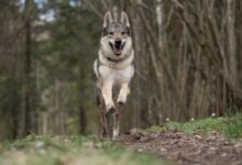a dog running through a forest with trees in the background