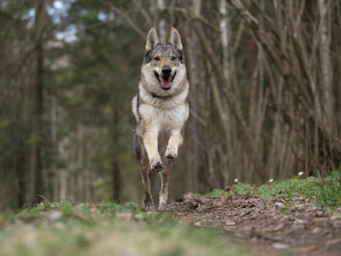 a dog running through a forest with trees in the background