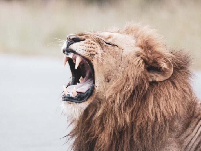 brown lion with white tongue out