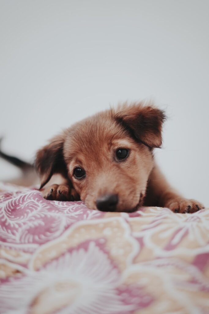 Emily Star - NeposlušnéTlapky brown short coated dog lying on white and pink floral textile