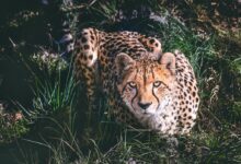 a cheetah laying in the grass looking at the camera
