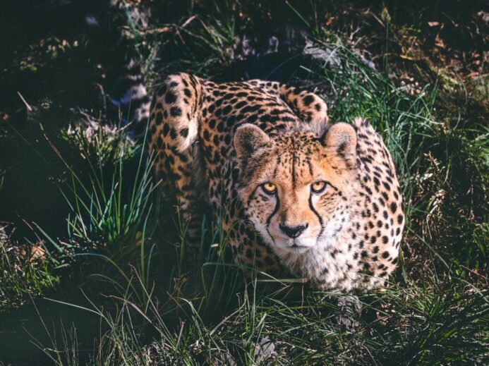 a cheetah laying in the grass looking at the camera