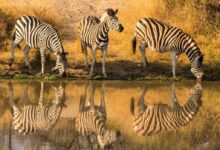 zebra standing on green grass during daytime