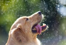 golden retriever with water droplets
