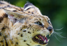 Last one of the pissed off serval