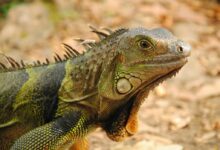 green lizard