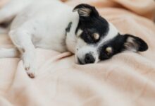 Dog on Bed