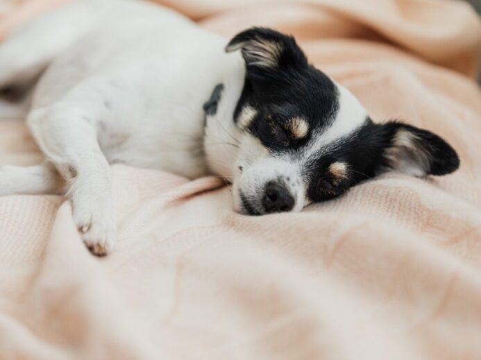 Dog on Bed