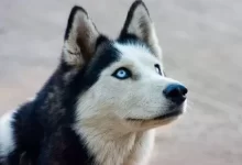 zdroj