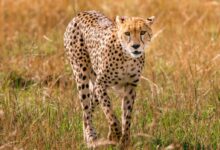 Young cheetah walking in savanna