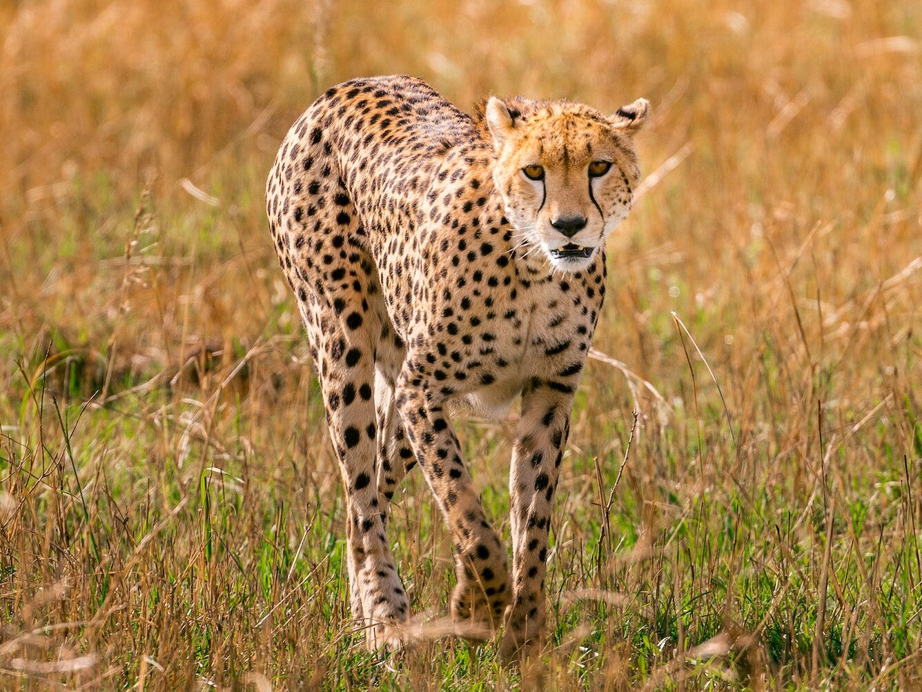 Young cheetah walking in savanna