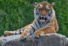 Tiger Lying on Gray Rock