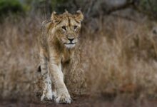 Photography of Young Lion
