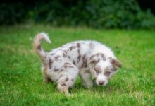 a brown and white dog walking across a lush green field