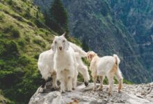 three white goats on rocky cliff