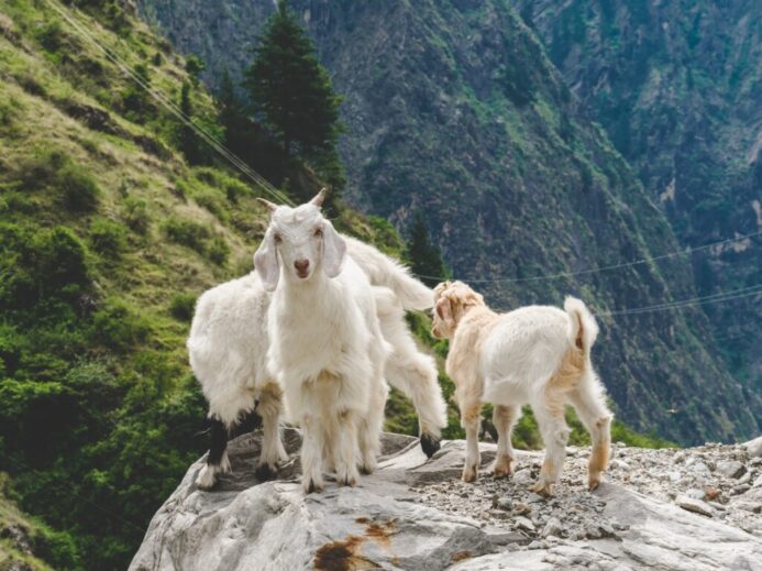 three white goats on rocky cliff