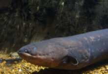 Electric Eel