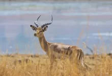 Impala and lake