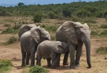 three elephants walking on green grass field during daytime