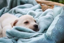 white short coated puppy covered with blue blanket