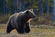 brown bear walking near trees