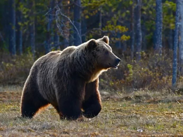 brown bear walking near trees