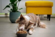 a brown and white dog eating food out of a bowl