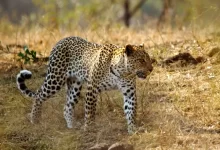 leopard lying on brown grass during daytime
