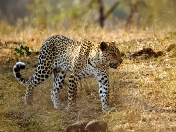 leopard lying on brown grass during daytime